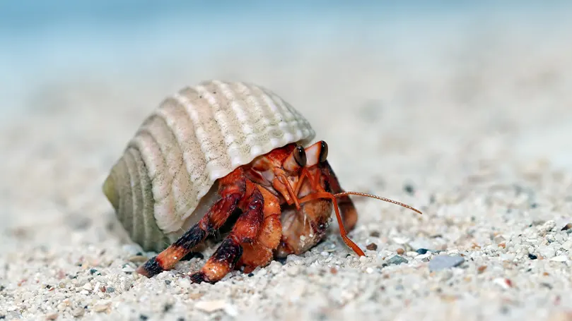 An image of a hermit crab.