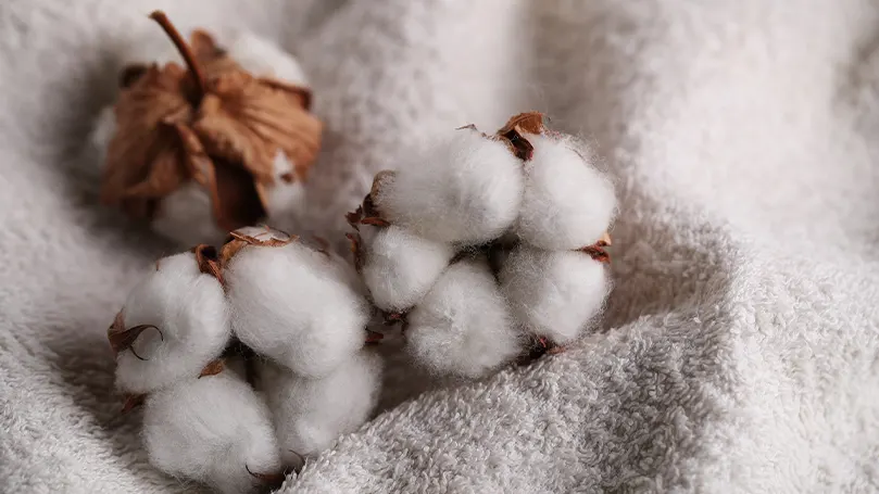 An image of cotton plant's balls on sheet