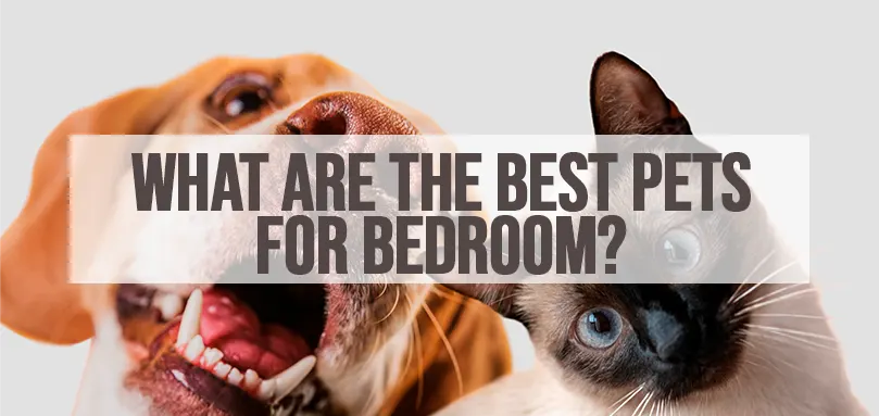 Featured image for Best pets for bedroom.