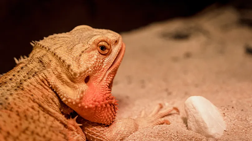 An image of a reptile.