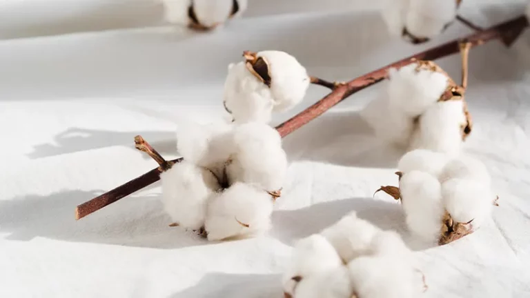 An image of cotton branch on bed sheets