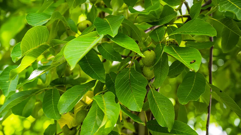 walnut tree's leaves close up
