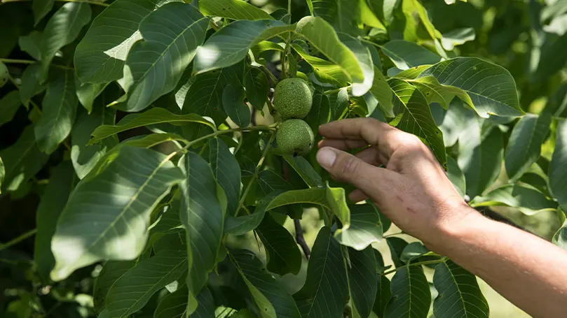 a man picking a walnut