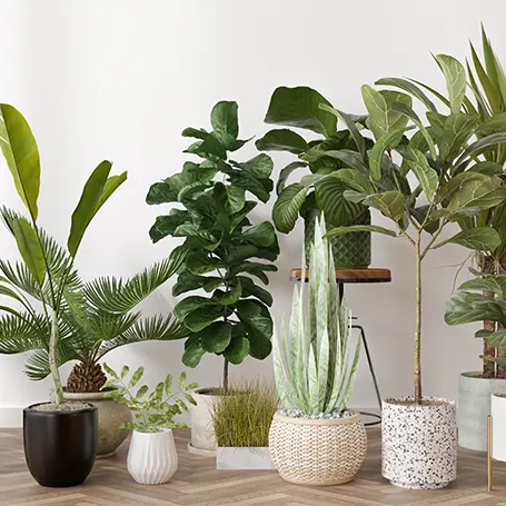 An image of houseplants.