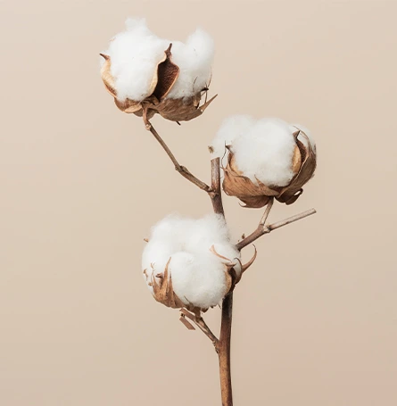An image of cotton