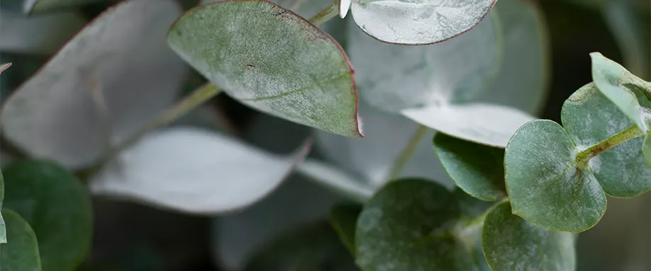 Eucalyptus-Bedding-FI