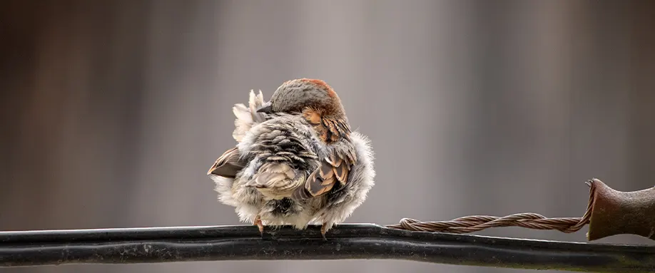 How-do-birds-sleep-FI