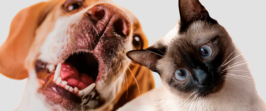 Pets-for-Bedroom-FI