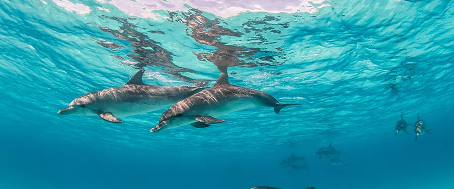 dolphins-sleep-FI