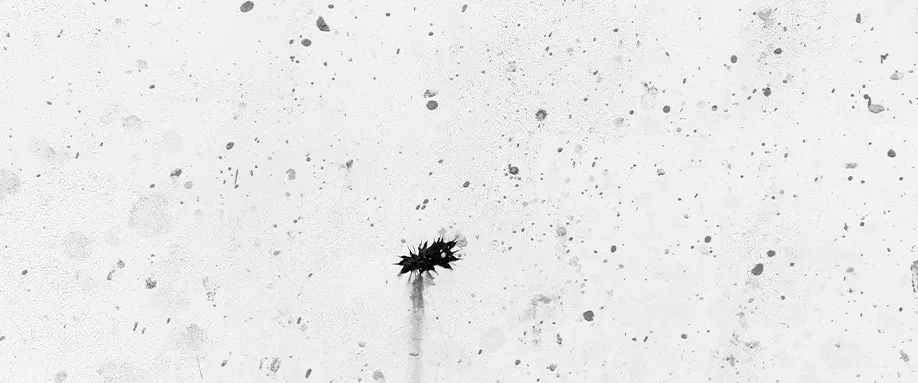 dust-mites-fi