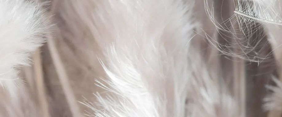 feather-pillows-fi