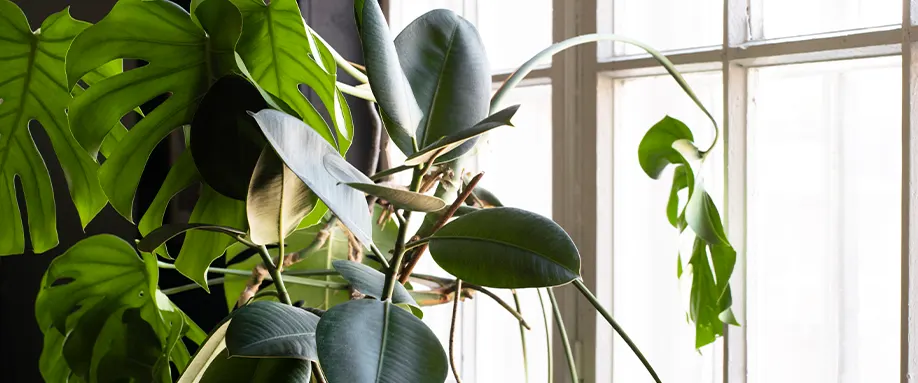 houseplant-day-FI