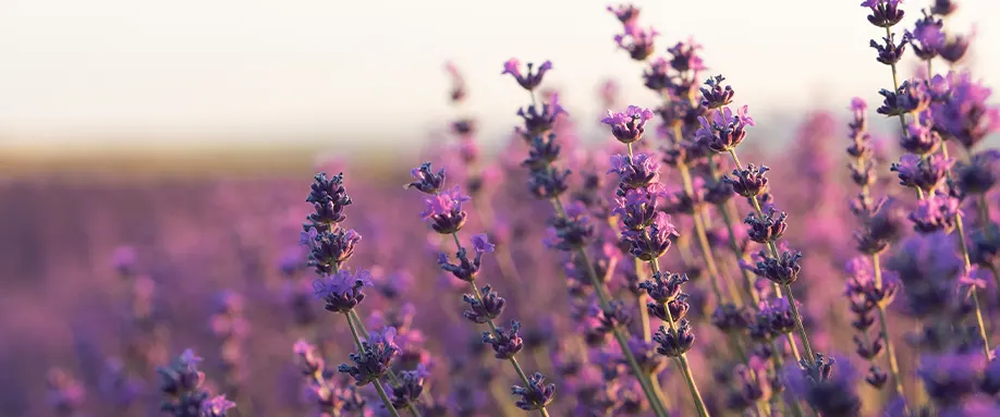 lavander-fi